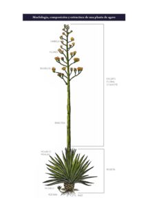 Morfología, composición y estructura de una planta de agave.